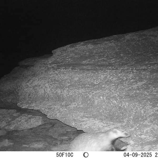 A photograph of Asian badger from Bektauata 1 camera trap