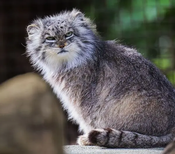 A photograph of a Pallas's cat