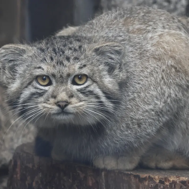 A photograph of a Pallas's cat