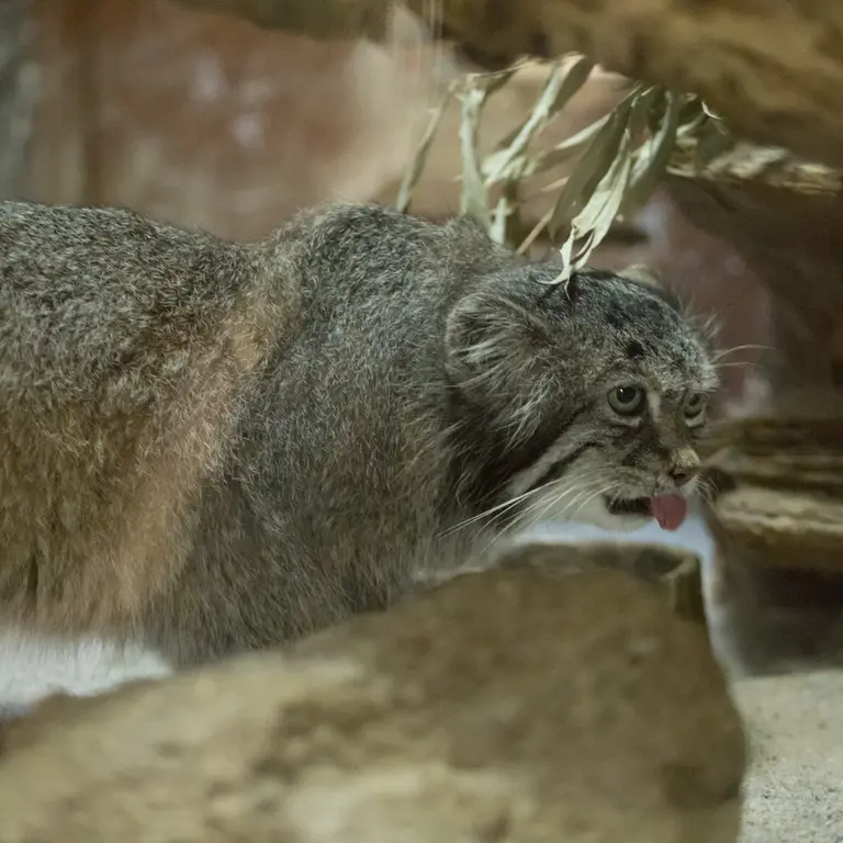 A photograph of Klyon in Ueno Zoological Gardens