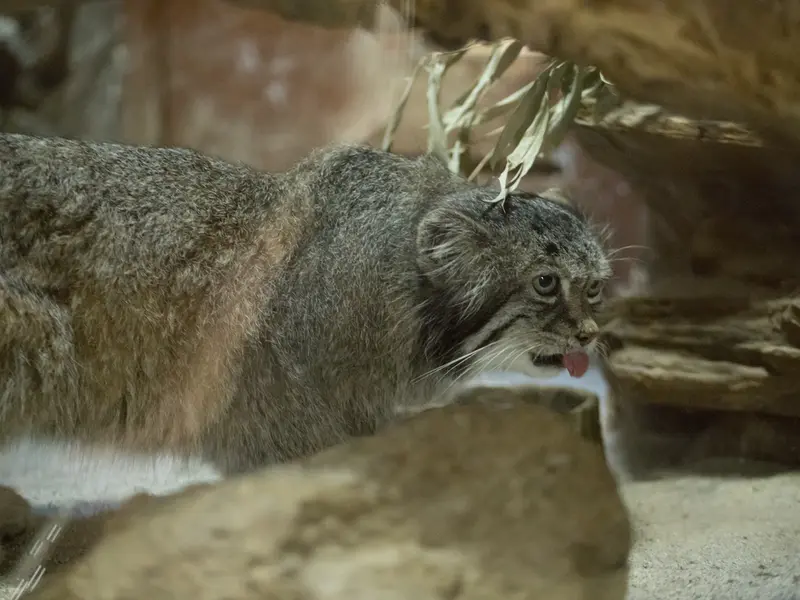 A photograph of Klyon in Ueno Zoological Gardens