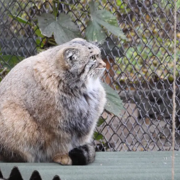 A photograph of Snezhana in Novosibirsk Zoo