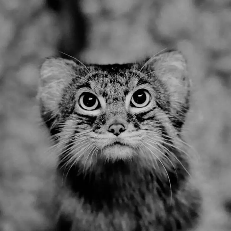 A photograph of Pabu in Lake Superior Zoo