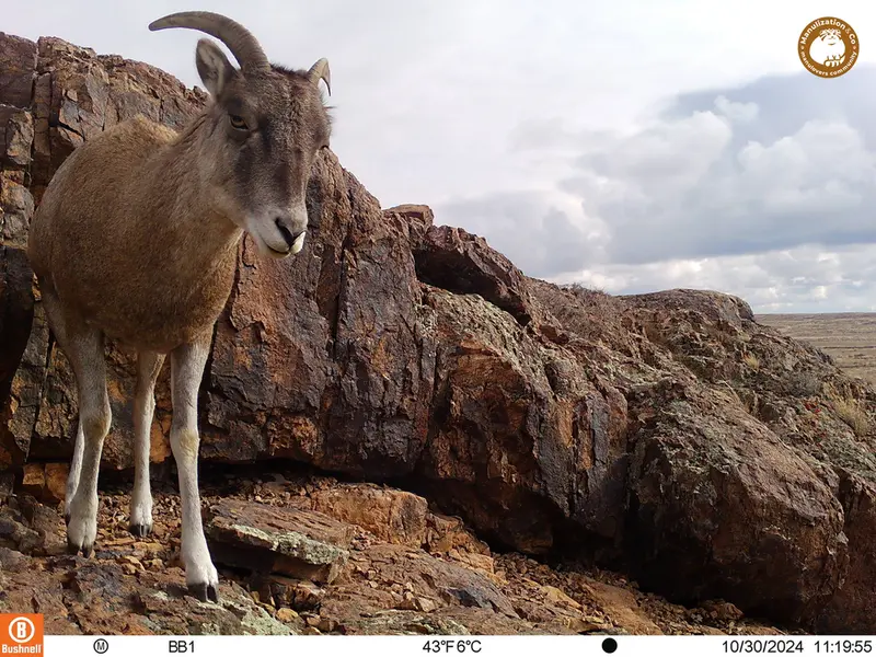 A photograph of Argali from Aktas-Kunkora camera trap