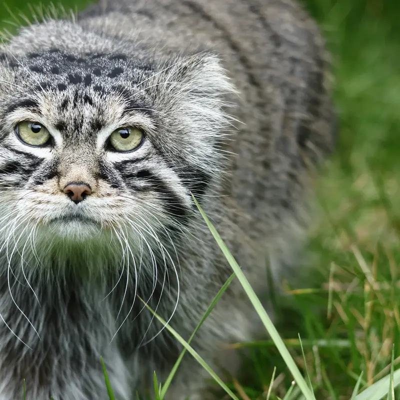 A photograph of a Pallas's cat