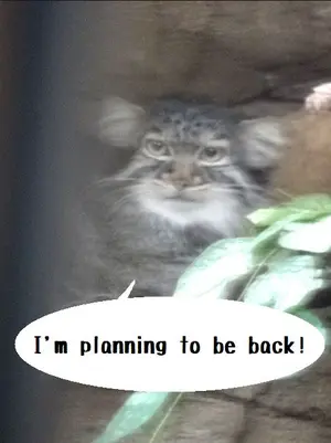 Abrikos is planning to slowly make her way back to the exhibit.