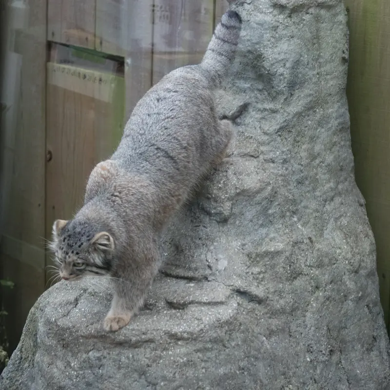 A photograph of Oto in Saitama Children's Zoo