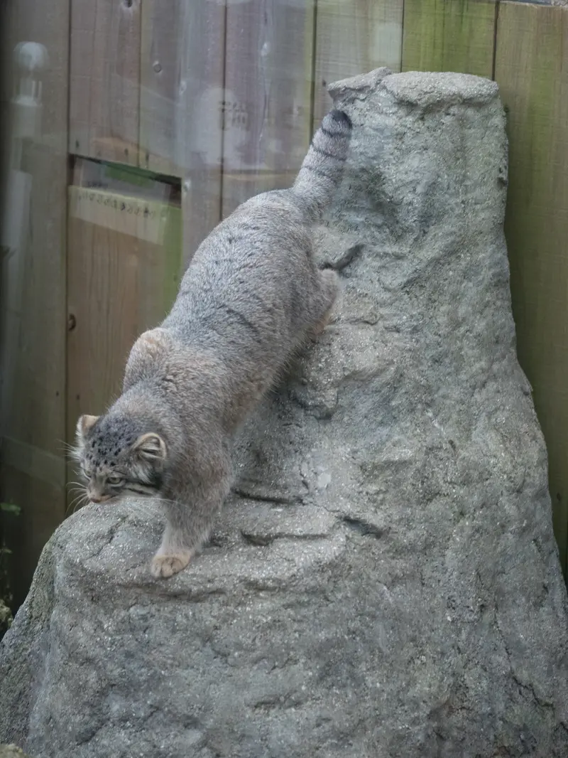 A photograph of Oto in Saitama Children's Zoo