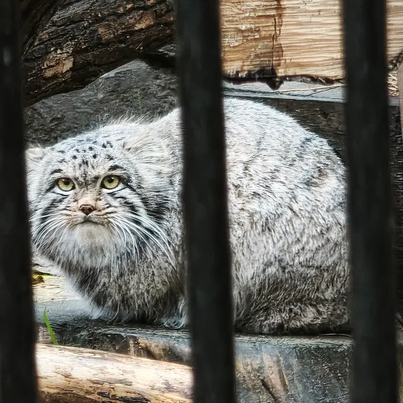 A photograph of Mensu in Novosibirsk Zoo