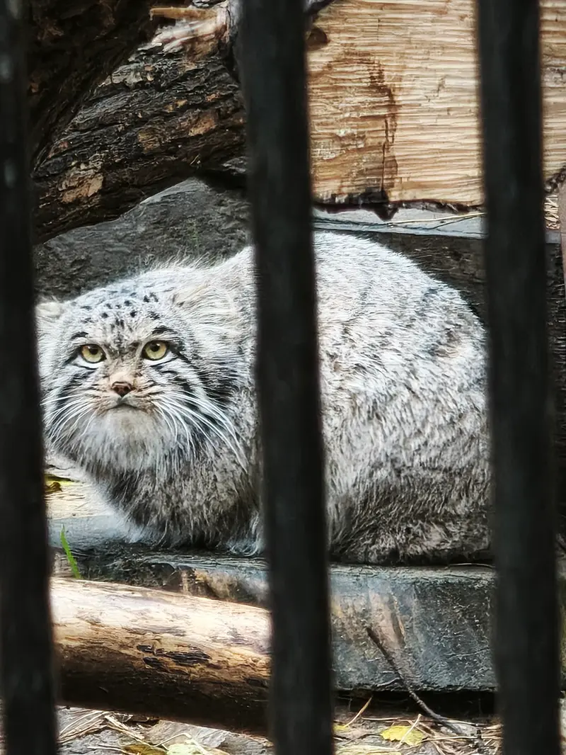 A photograph of Mensu in Novosibirsk Zoo