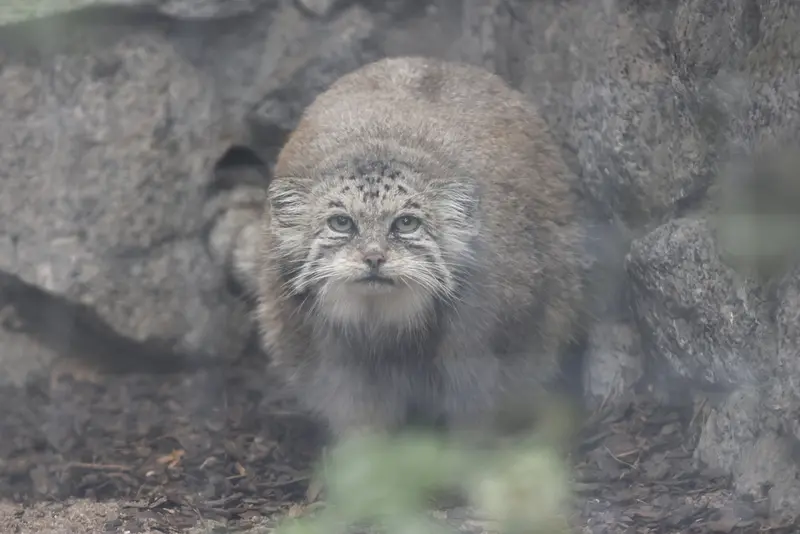 A photograph of a Pallas's cat