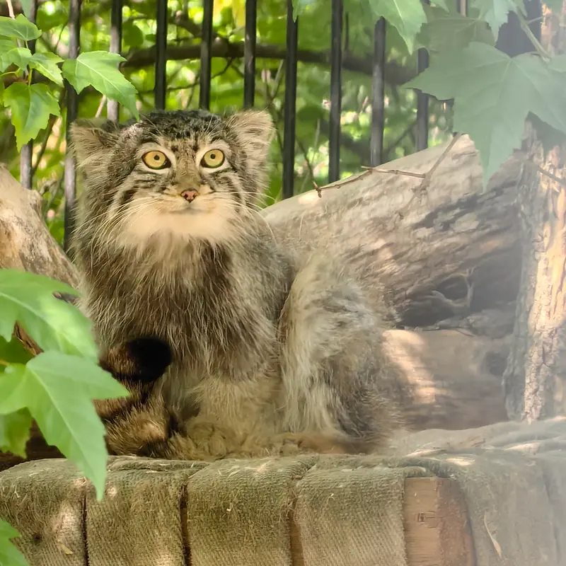 A photograph of Son of  Eve 2024 Ⅳ in Novosibirsk Zoo