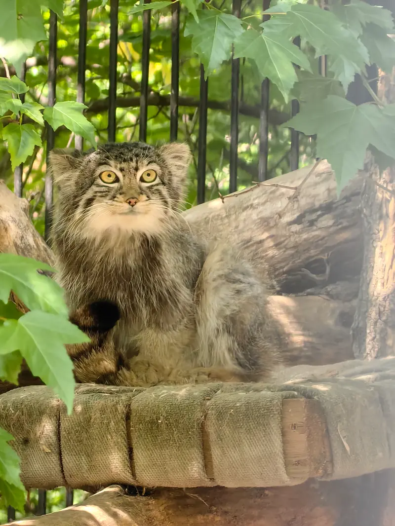 A photograph of Son of  Eve 2024 Ⅳ in Novosibirsk Zoo
