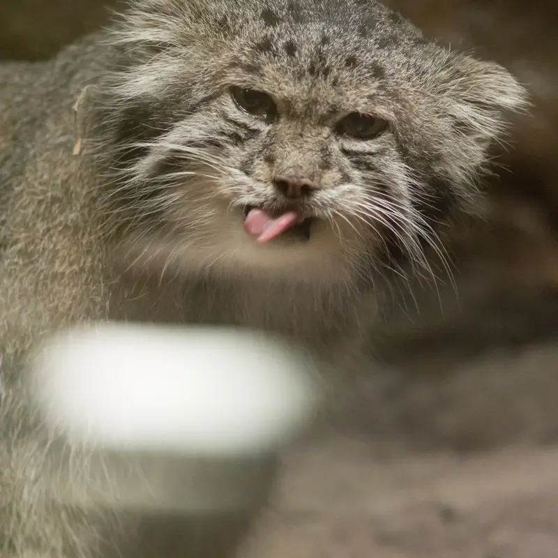 A photograph of Klyon in Ueno Zoological Gardens