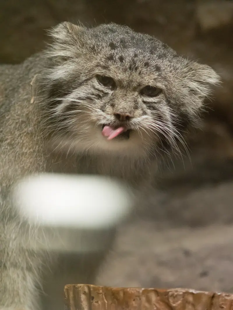 A photograph of Klyon in Ueno Zoological Gardens