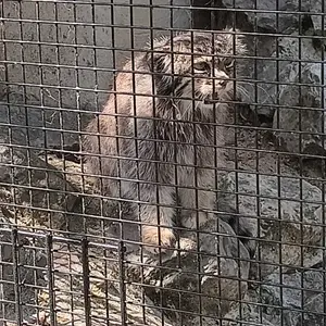 A photograph of Vorace in Lille Zoo