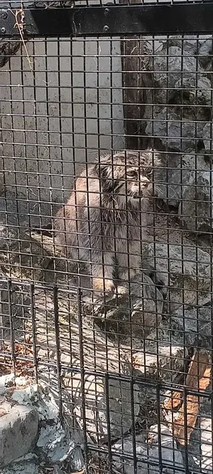 A photograph of Vorace in Lille Zoo