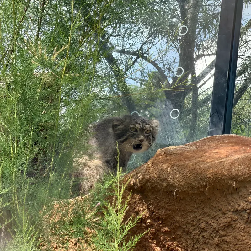 A photograph of Spay in Prague Zoo