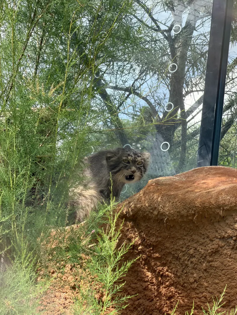 A photograph of Spay in Prague Zoo