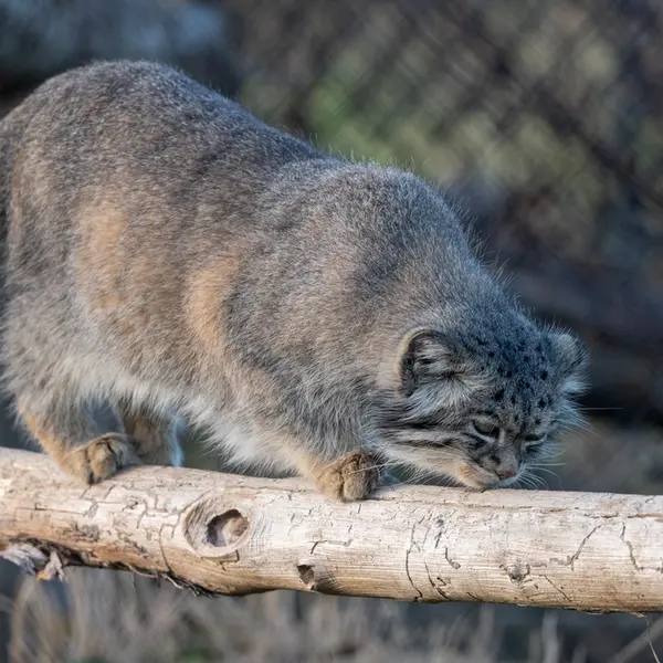 A photograph of Atlan in Port Lympne Wild Animal Park