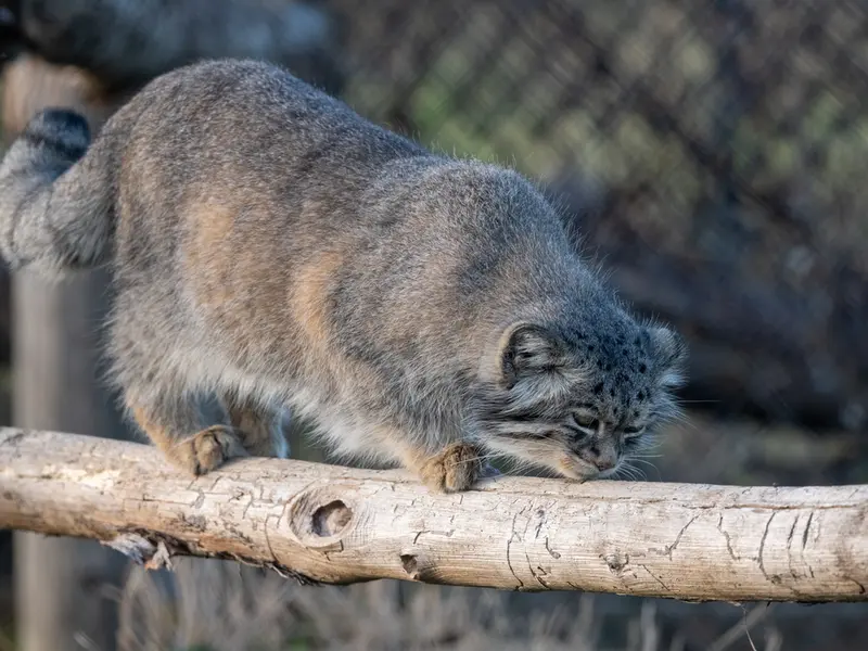 A photograph of Atlan in Port Lympne Wild Animal Park