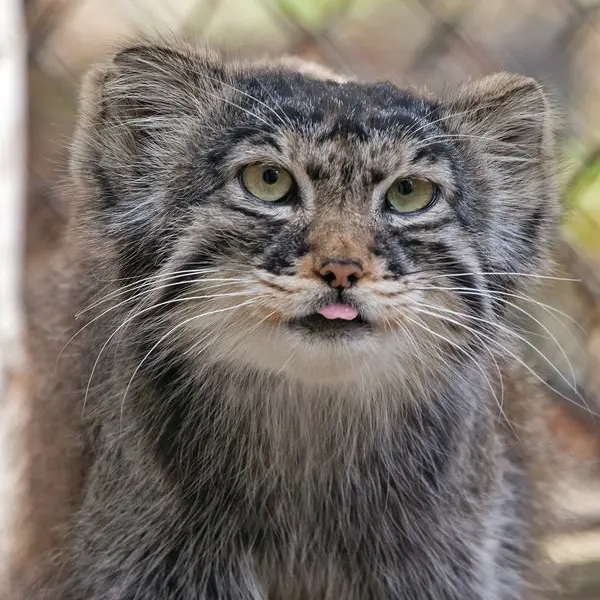 A photograph of Khvostik in Novosibirsk Zoo