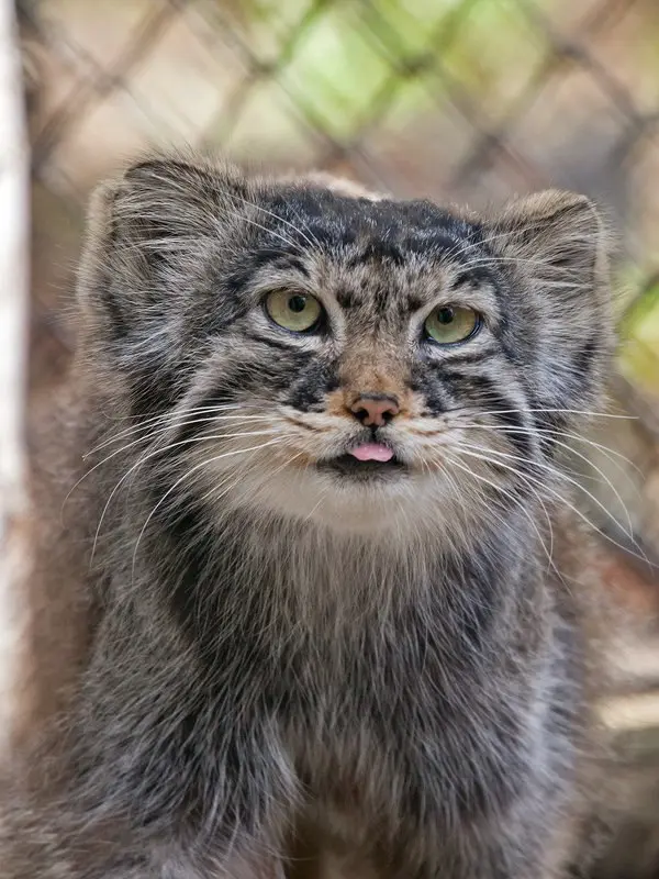 A photograph of Khvostik in Novosibirsk Zoo