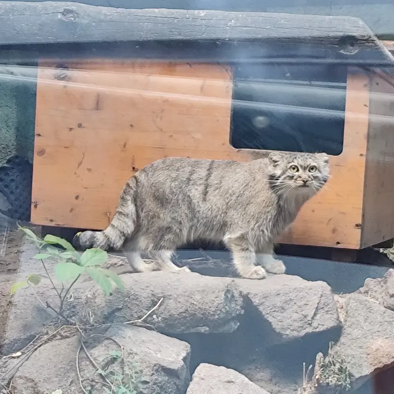 A photograph of Lucy in Budapest Zoo & Botanical Garden