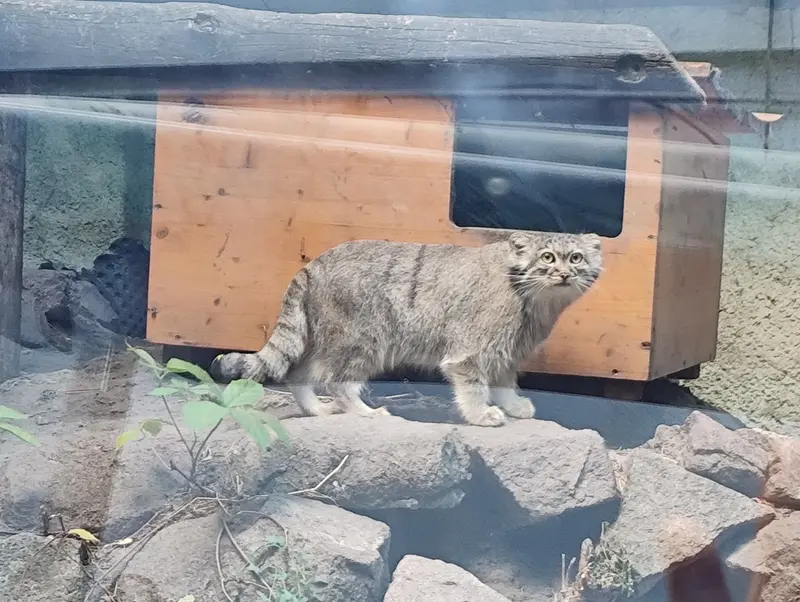 A photograph of Lucy in Budapest Zoo & Botanical Garden