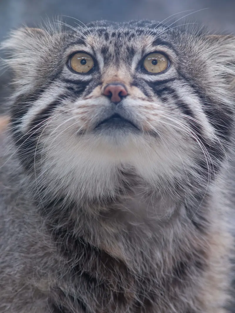 A photograph of Grusha in Asahiyama Zoo