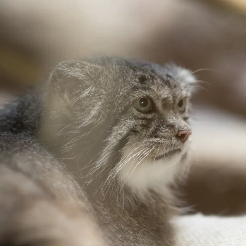 A photograph of Klyon in Ueno Zoological Gardens
