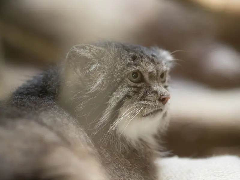 A photograph of Klyon in Ueno Zoological Gardens