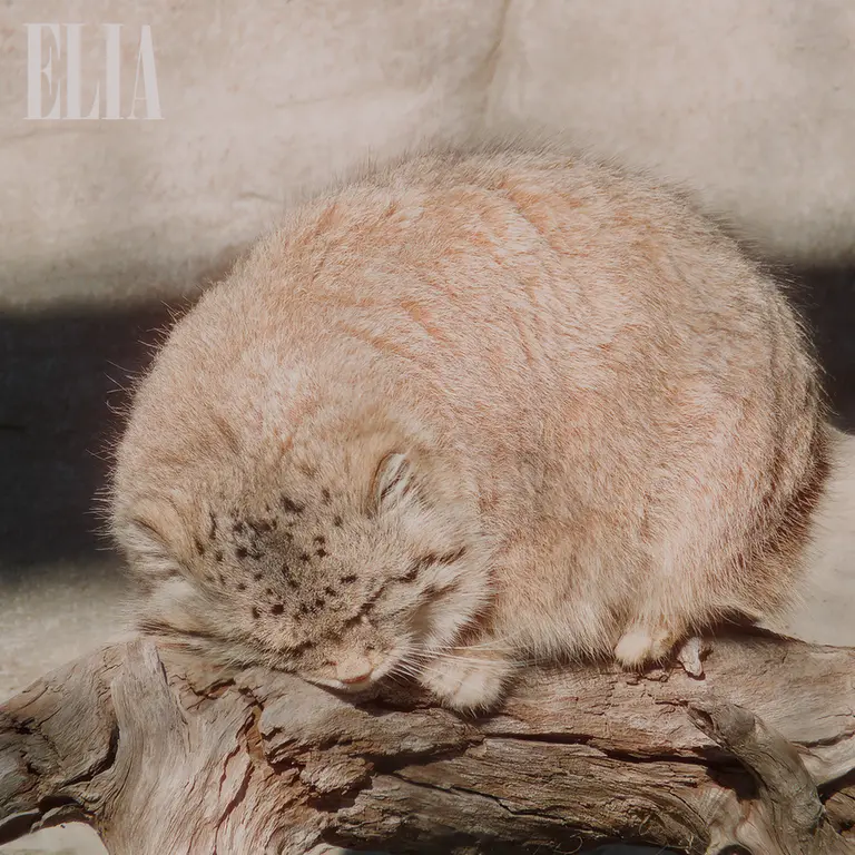 A photograph of Olaf in Calgary Zoo / Wilder Institute