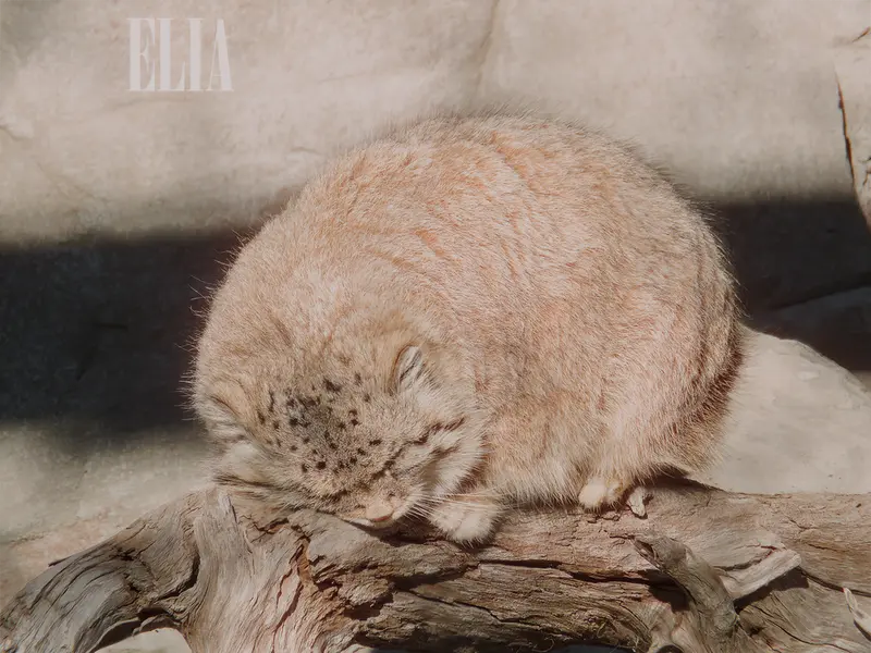 A photograph of Olaf in Calgary Zoo / Wilder Institute