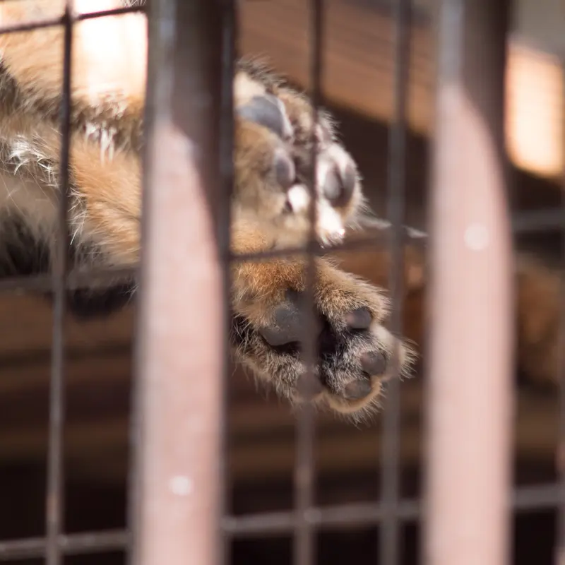 A photograph of Figa in Nogeyama Zoo