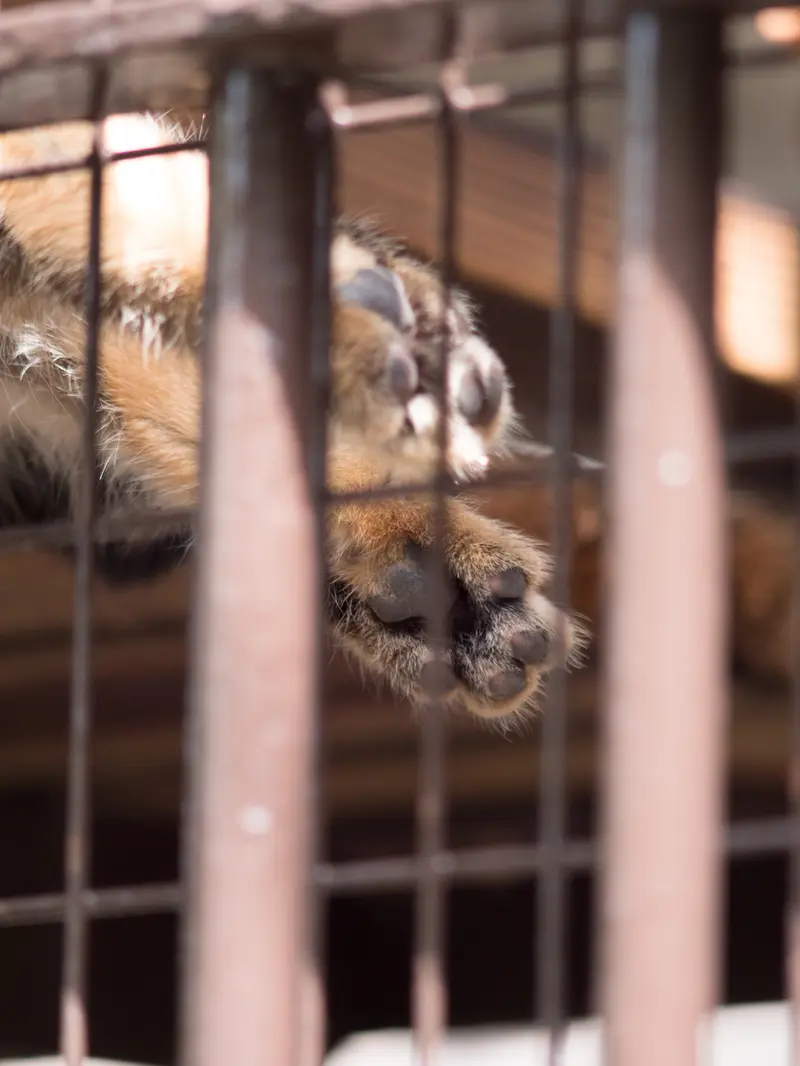 A photograph of Figa in Nogeyama Zoo