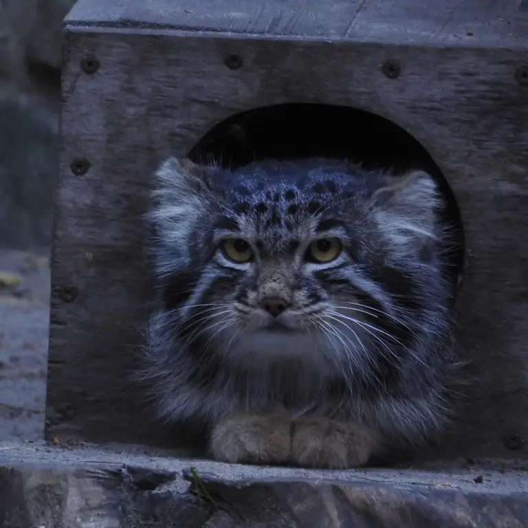 A photograph of Mensu in Novosibirsk Zoo