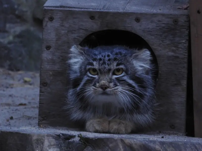 A photograph of Mensu in Novosibirsk Zoo