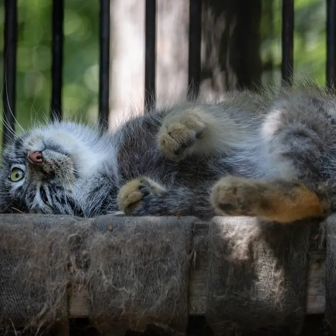 A photograph of Sylvester in Novosibirsk Zoo