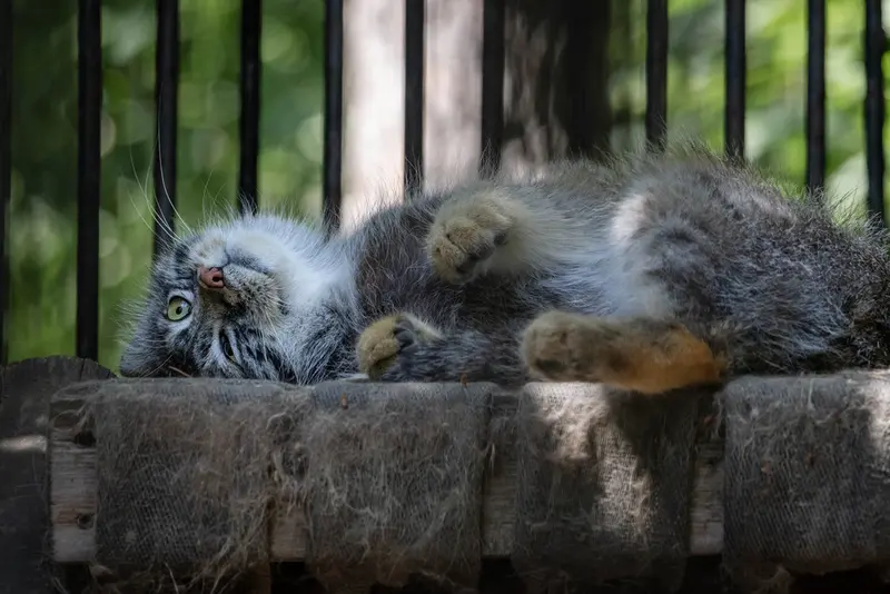 A photograph of Sylvester in Novosibirsk Zoo