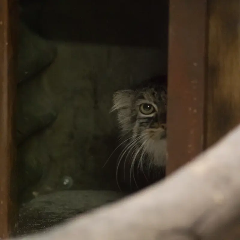 A photograph of Shafran in Ueno Zoological Gardens
