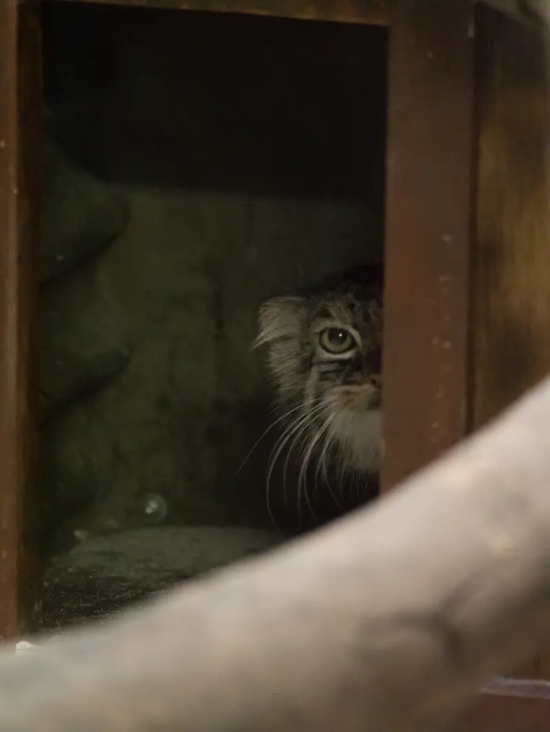 A photograph of Shafran in Ueno Zoological Gardens