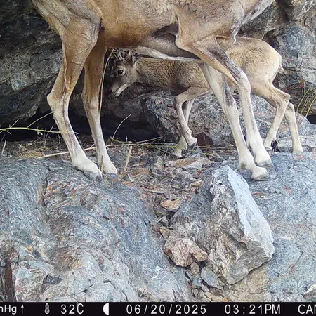 A photograph of Argali from Zhundy 1 camera trap