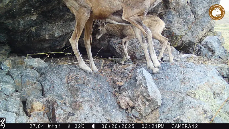 A photograph of Argali from Zhundy 1 camera trap
