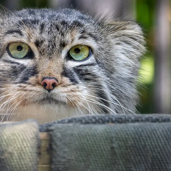 A photograph of Gabi in Novosibirsk Zoo