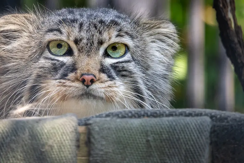 A photograph of Gabi in Novosibirsk Zoo