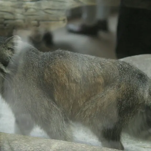 A photograph of a Pallas's cat in Ueno Zoological Gardens