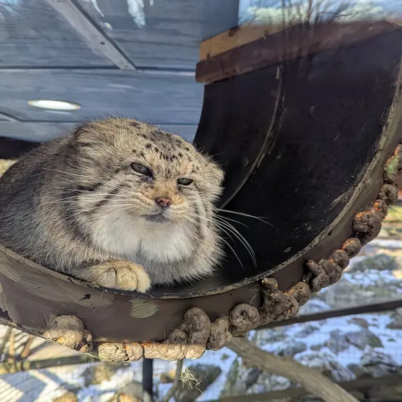 A photograph of Norbu in Mill Mountain Zoo