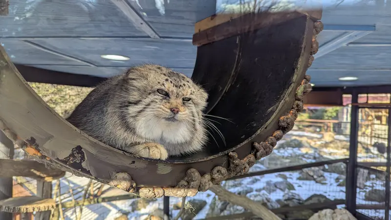 A photograph of Norbu in Mill Mountain Zoo