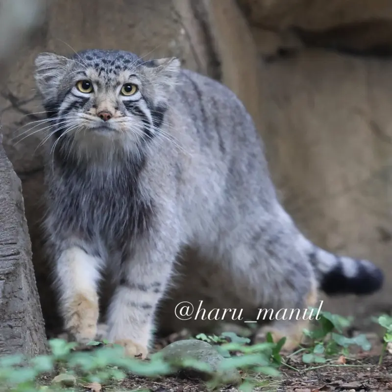A photograph of Nagomu in Nasu Animal Kingdom